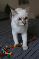 Siamese Thai white cat with blue eyes playing with a toy