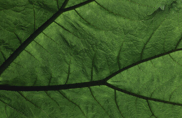 Close-up texture of deep green exotic tropical jungle leaf with prominent dark veins, natural macro detail, Gunnera tinctoria, Giant Rhubarb, UK