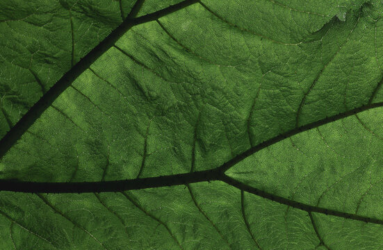 Close-up texture of deep green exotic tropical jungle leaf with prominent dark veins, natural macro detail, Gunnera tinctoria, Giant Rhubarb, UK