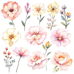 Beautiful watercolor floral set with hand-drawn summer wild field flowers, featuring clip art illustrations