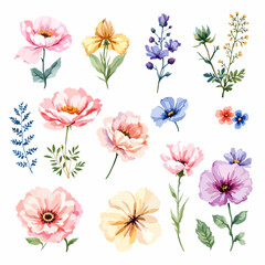 Set of watercolor flowers on white background
