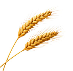 Detailed Close-Up of Golden Wheat Ears Showing Their Nutritional Value and Harvesting Potential, Isolated on Transparent and White Background