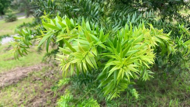 Branches and leaves of the bunya pine (Araucaria bidwillii)