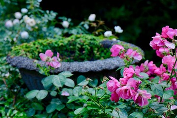 flowers in the garden