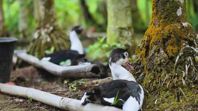 Muscovy ducks resting in nature