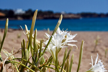 white flowers of a sea daffodil, on a sandy beach on the island of Rhodes