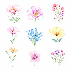Beautiful watercolor floral set with hand-drawn summer wild field flowers, featuring clip art illustrations