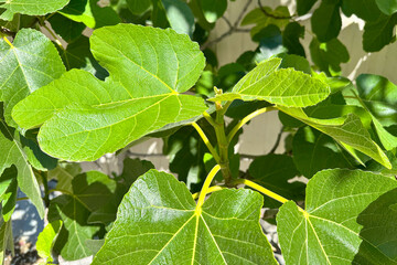 Fig. Young shoots of fig with bright juicy fresh leaves, close-up, on a sunny day.