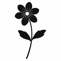 wood anemone flower on white background 