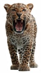 Fierce Leopard's Stance: The regal leopard stands its ground, its menacing roar a testament to its untamed spirit, with a powerful glare and an open mouth in a display of primal intensity.