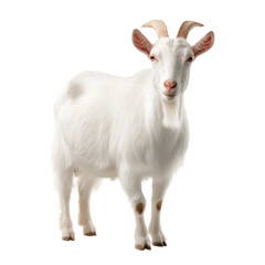 Saanen Goat Photo Stock Object PNG Transparent