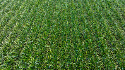 Aerial view pineapple plantation with red soil, Pineapple plantation green plant, Top view Pineapple plantation fields.