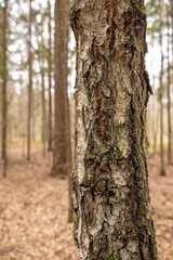 Birch bark, the texture of tree bark. Birch tree trunk