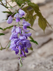 belle fleur de glycine