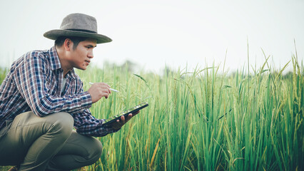 Young Asian male farmer holding digital tablet for rice research observing green rice field with agriculture and technology concept.