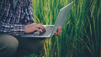 Farmer holding laptop to check rice field in organic farm with green rice field as background. Lifestyle technology business technology concept. © MrAshi