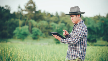 Young Asian male farmer holding digital tablet for rice research observing green rice field with agriculture and technology concept.
