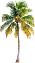 palm tree