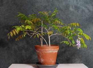 Wisteria in a pot with its first flower