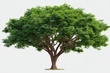 Lush green tree isolated on white background