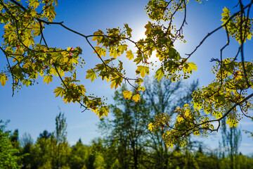 yellow leaves against blue sky