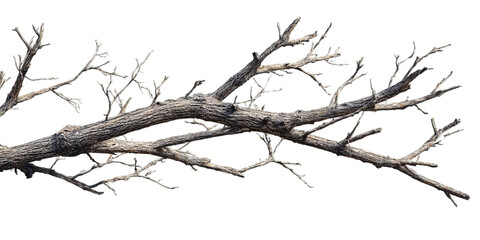Obraz premium Dry tree branch isolated on black background