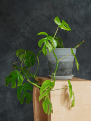 Monstera en pot devant un fond gris