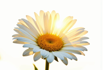Naklejka premium White daisy flower illuminated by sunlight in a bright background 