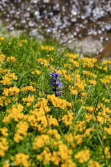 In the field full of yellow flowers, a purple flower stands out, unique and different from the rest.