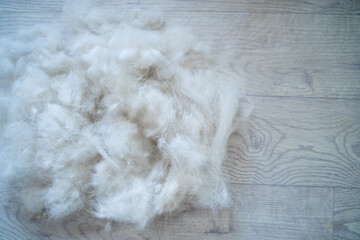 From husky beautiful fluffy fur, showcasing the results of grooming. The soft fibers create a...