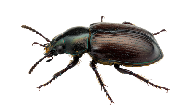 Isolated Ground Beetle Close-up