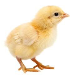Obraz premium Cute small newborn baby chick posing isolated on a transparent background