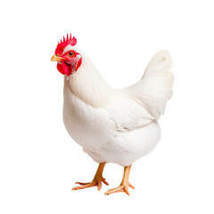 White Chicken Standing Alone on a Plain Background with Bright Red Comb and Wattle