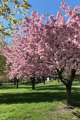 Naklejka premium Pink Cherry Blossom Trees in a Sunny Spring Garden