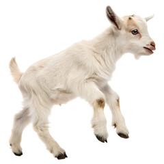Energetic young baby goat leaping mid air isolated on a transparent background