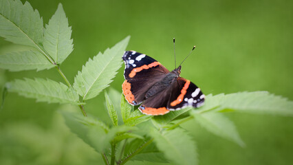 Vanessa atalanta (red admiral) butterfly in natural forest environment. Poland, Europe.