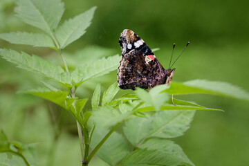 Ventral view of Vanessa atalanta (red admiral) butterfly in natural forest environment. Poland,...