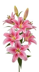 Fototapeta premium Pink stargazer lilies bouquet isolated on white background