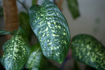 Giant green leaves of Dieffenbachia maculatum close-up.Dieffenbachia maculata, a South American herbaceous plant. A popular houseplant