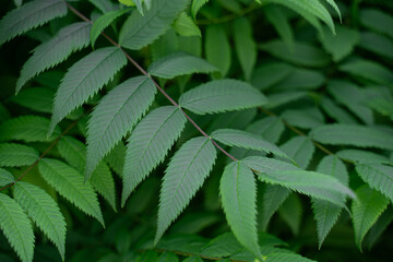 Green beautiful leaves of the bush rowanberry rowan-leaved look like rowan