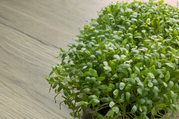 microgreens on wooden table close up