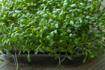 microgreens on wooden table close up