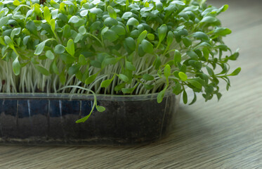 microgreens on wooden table close up