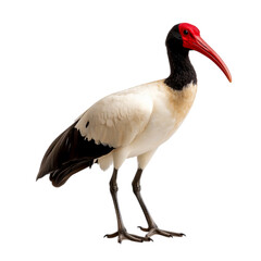 Elegant bird with striking red beak and black head stands gracefully on isolated white background