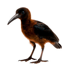 Obraz premium Lively bird with striking plumage, sharp beak, and captivating dark eyes standing gracefully