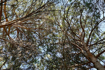 Dense interweaving of branches of old coniferous trees against the background of a light blue sky, view from below.