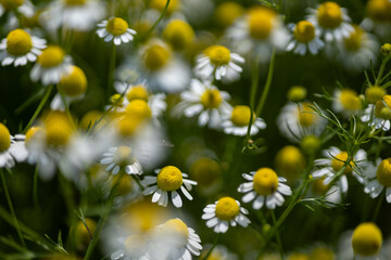 Small white daisies in a summer field