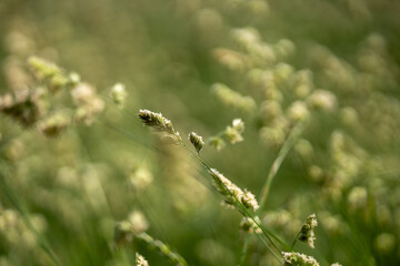 Green grass in the summer field