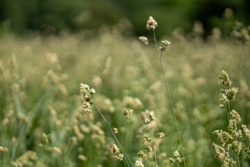 Green grass in the summer field