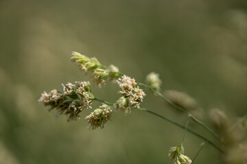 Green grass in the summer field
